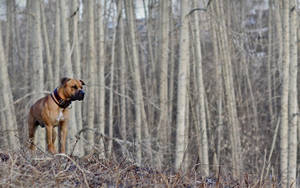 Alert Hunting Dog Wallpaper