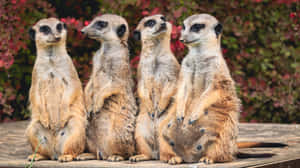 Alert Meerkats Gathering.jpg Wallpaper