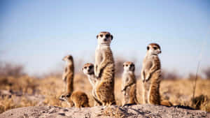Alert Meerkats Guarding Territory.jpg Wallpaper