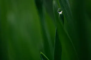 Alive Green Grass Wallpaper