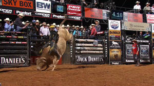 “alive With Excitement! Bull Riding At Its Best!