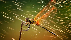 All About National Geographic Desktop Wallpaper