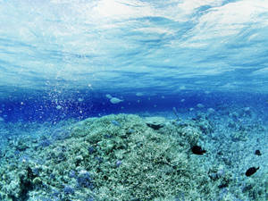 All Blue Underwater Fish And Corals Wallpaper