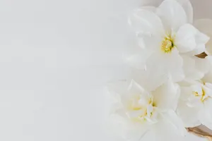 All White Flowers Background Wallpaper