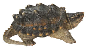 Alligator Snapping Turtle Profile Wallpaper