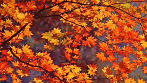 Alluring Orange Maple Leaves In Fall Wallpaper