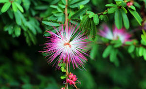 Alluring Pink Mimosa Flower Wallpaper