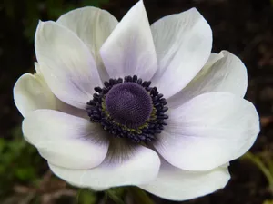 Alluring White Anemone Flower Wallpaper