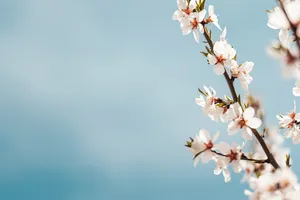 Almond Blossoms Blue Aesthetic Ipad Wallpaper