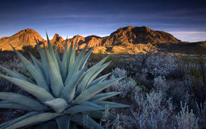 Aloe Vera Plant And Mountain Wallpaper