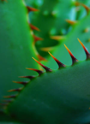 Aloe Vera With Sharp Thorns Wallpaper