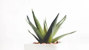 Aloe Vera With Small Rocks Wallpaper