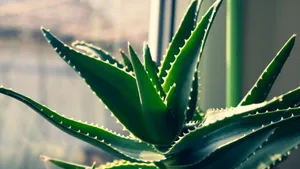 Aloe Vera With Sunlight Wallpaper