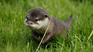 Alone Baby Otter Wallpaper