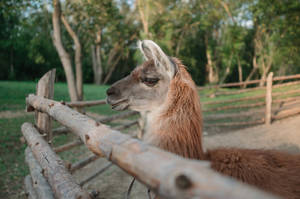 Alpaca By A Wooden Fence Wallpaper