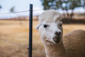 Alpaca Cute Face Wallpaper