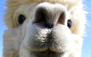 Alpaca Cute Muzzle Wallpaper