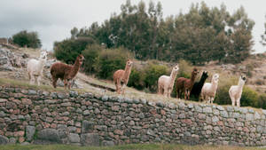 Alpaca Herd On Ledge Wallpaper