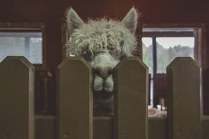 Alpaca Peeking On Fence Wallpaper
