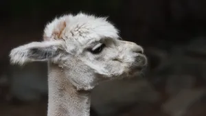 Alpaca Side View Wallpaper