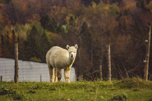 Alpaca Surrounded By Vegetation Wallpaper