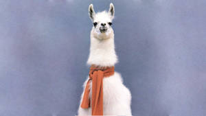 Alpaca With Red Scarf Wallpaper