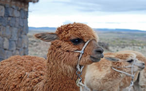 Alpaca With Rope Muzzle Wallpaper