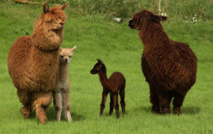 Alpacas Adult And Child Wallpaper