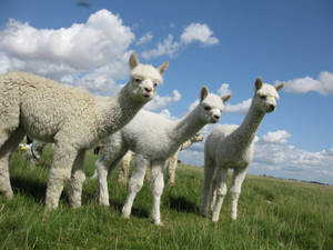 Alpacas On A Sunny Day Wallpaper