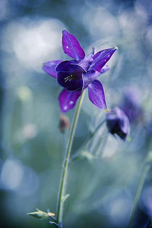 Alpine Columbine Flower Android Wallpaper