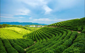 Alpine Green Tea Garden Wallpaper