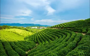 Alpine Green Tea Garden Wallpaper