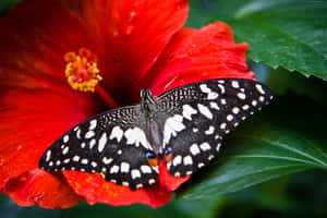 Amazing Butterfly On Hibiscus Flower Wallpaper