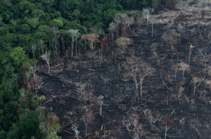 Amazon Rainforest Clearing Wallpaper