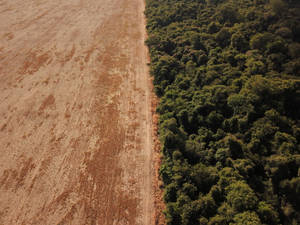 Amazonas Brazil Deforestation Area Wallpaper