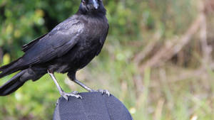 American Crow Everglades National Park Wallpaper