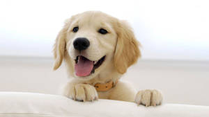 American Golden Retriever Puppy Wallpaper