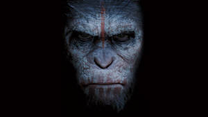 American Movie Planet Of The Apes Wallpaper