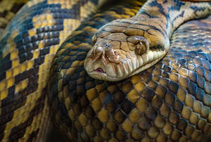 Amethystine Python Snake Wallpaper
