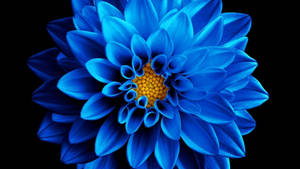Amoled Blue Chrysanthemum 4k Wallpaper