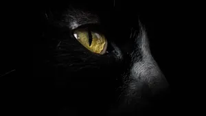 Amoled Cat Eye 4k Wallpaper