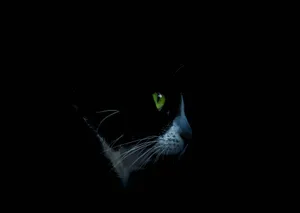 Amoled Green-eyed Cat Wallpaper