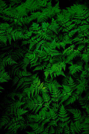 Amoled Green Plants Wallpaper
