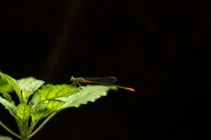 Amoled Leaf Dragonfly Wallpaper