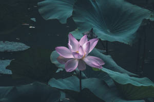 Amoled Lotus Flower Wallpaper