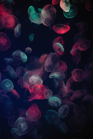 Amoled Neon Jellyfish Wallpaper