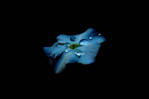 Amoled Water Droplets Flower Wallpaper