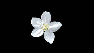 Amoled White Flower