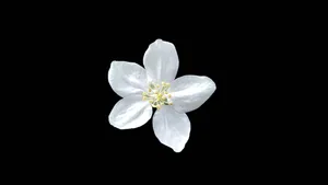 Amoled White Flower Wallpaper