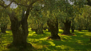 An Abundance Of Olives Wallpaper